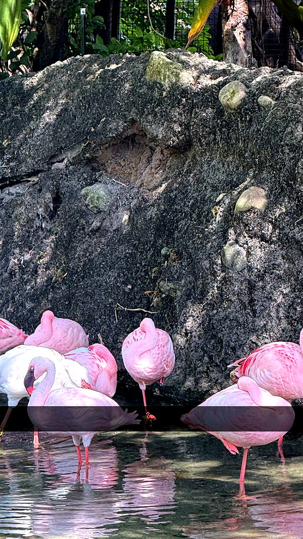 emilyelizabbeth image ~ Altpins