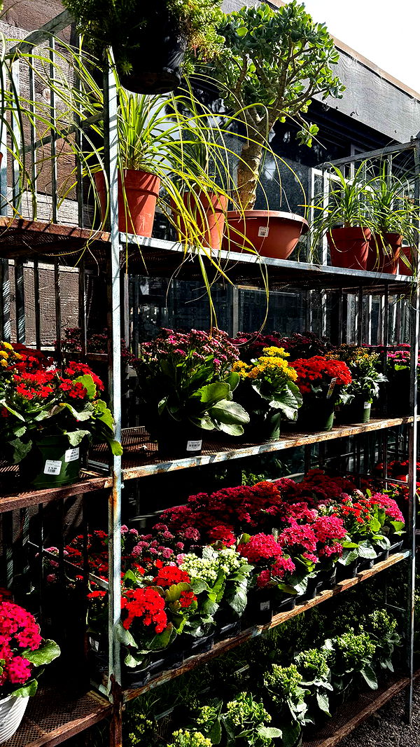 emilyelizabbeth image ~ Altpins