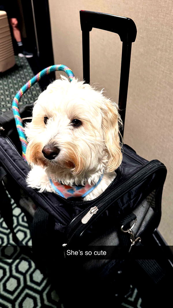 emilyelizabbeth image ~ Altpins