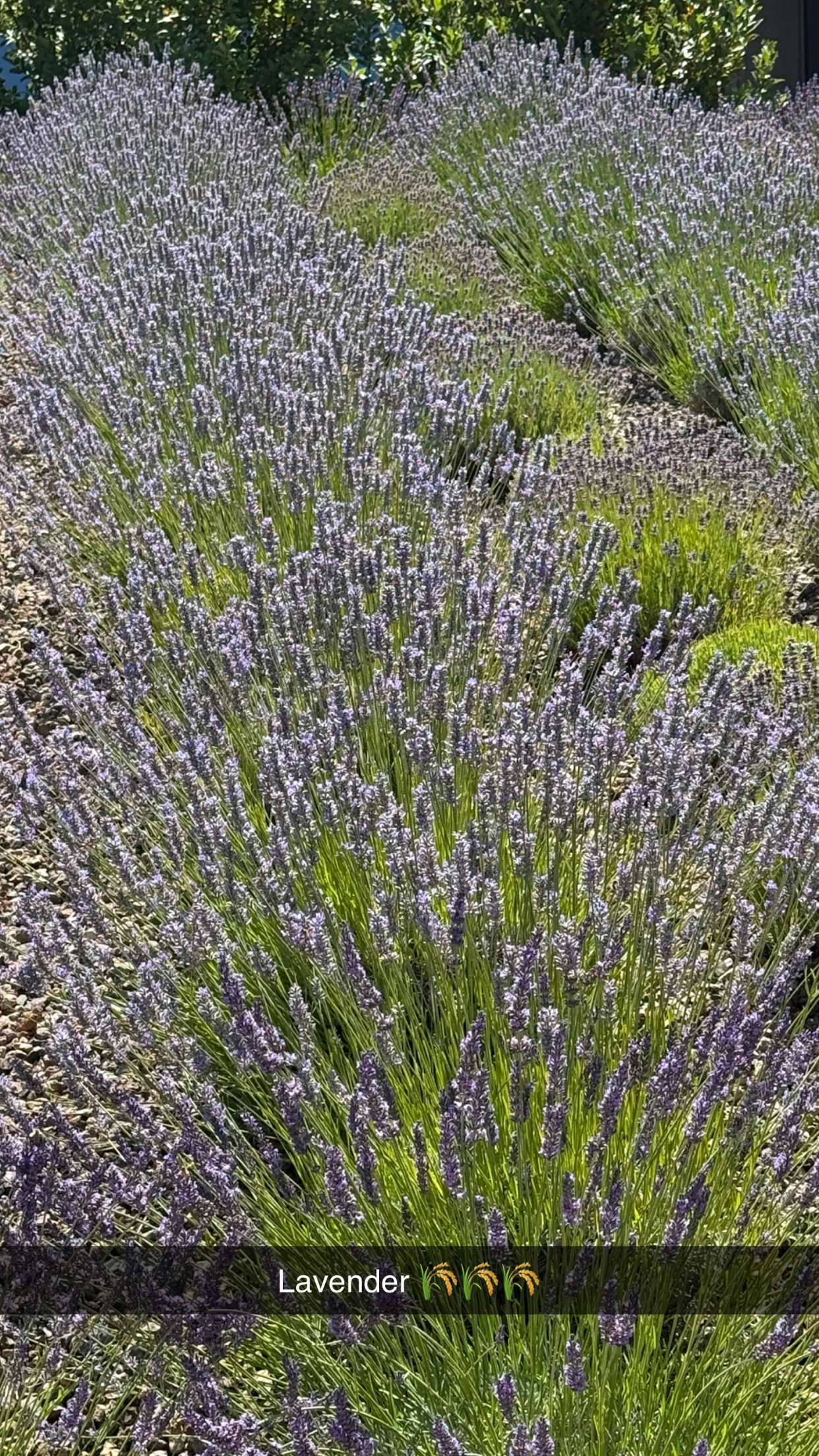 emilyelizabbeth snapchat image archive image