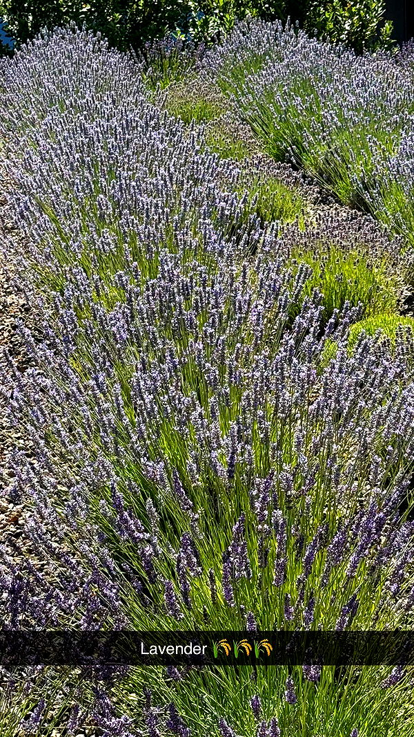 emilyelizabbeth image ~ Altpins