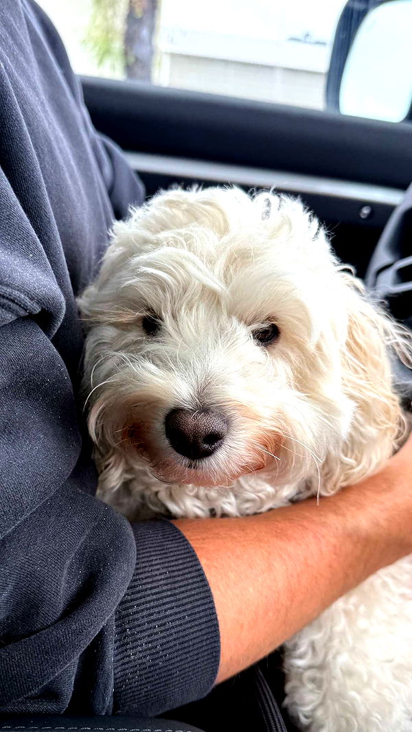 emilyelizabbeth image ~ Altpins