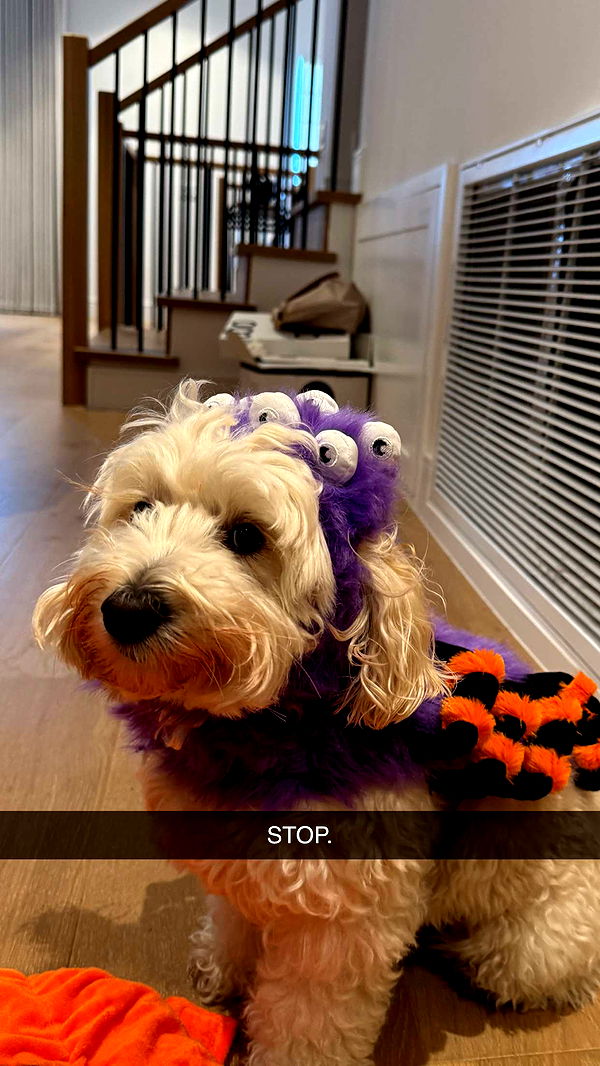 emilyelizabbeth image ~ Altpins