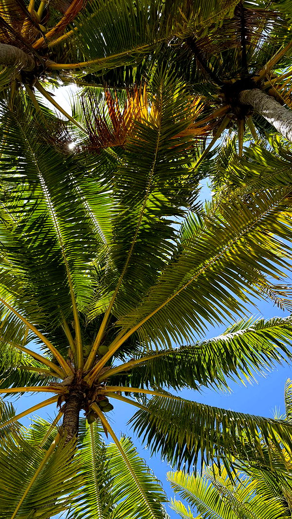 emilyelizabbeth image ~ Altpins