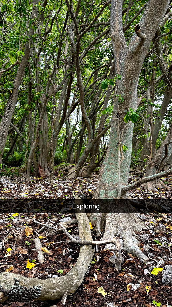 emilyelizabbeth image ~ Altpins