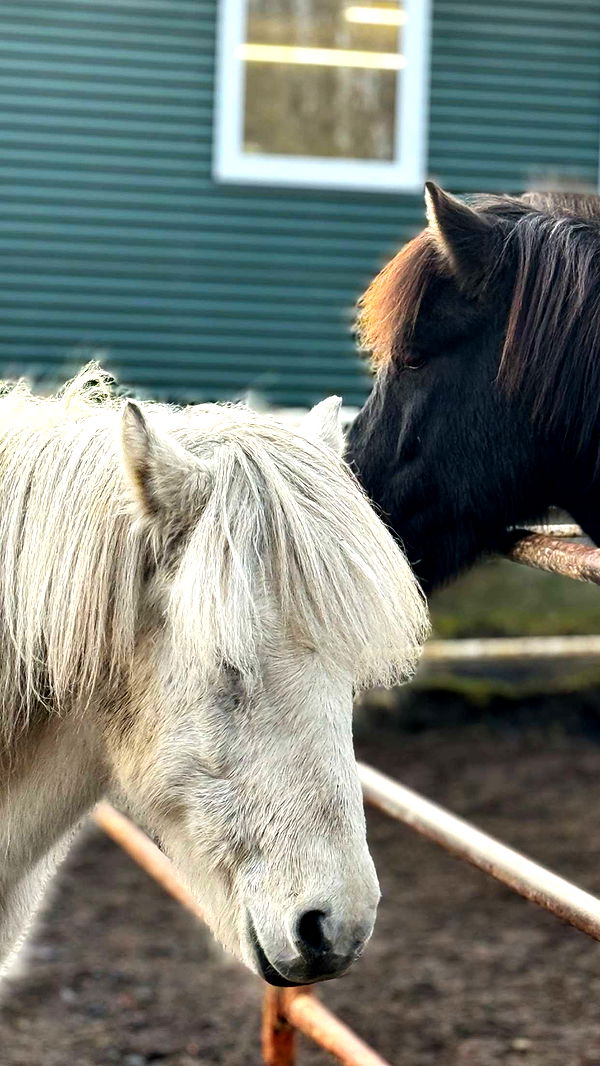 emilyelizabbeth image ~ Altpins