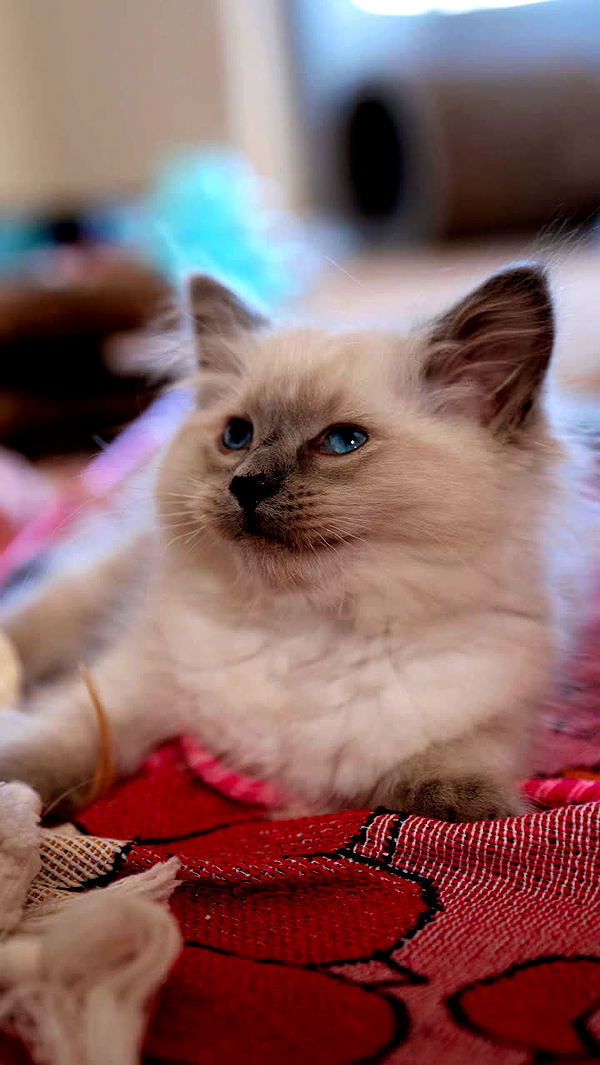 emxllouise image ~ Altpins