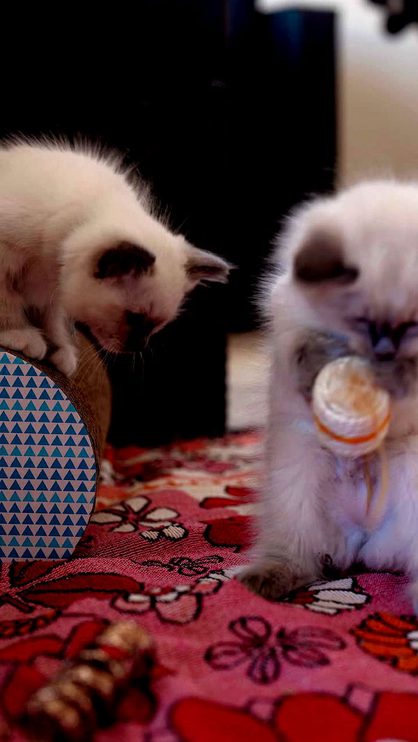 emxllouise image ~ Altpins