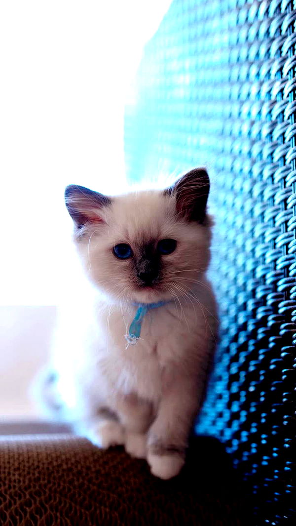 emxllouise image ~ Altpins