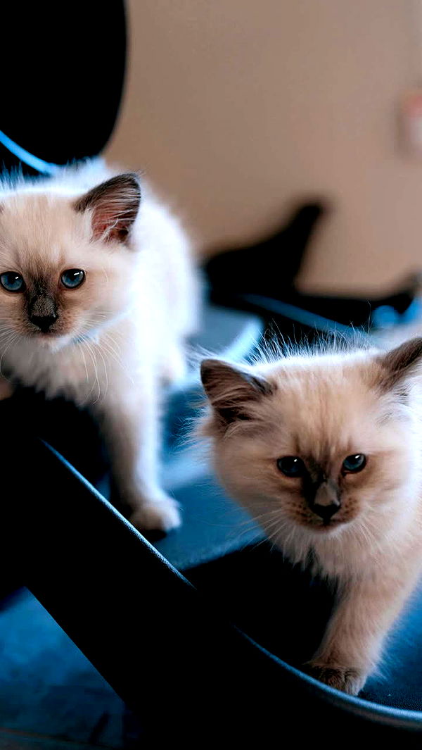 emxllouise image ~ Altpins