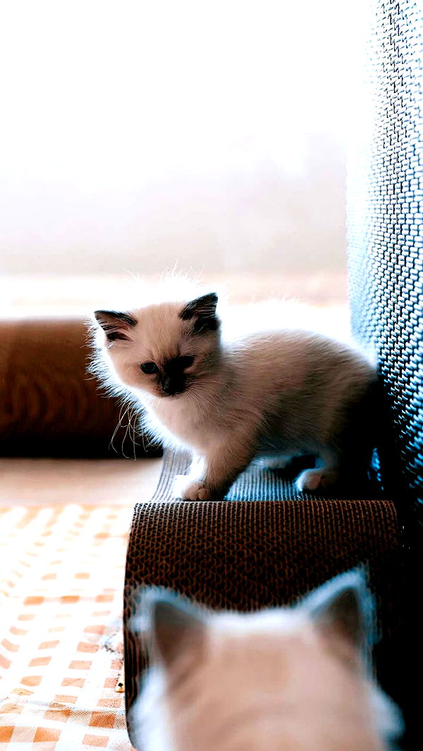 emxllouise image ~ Altpins