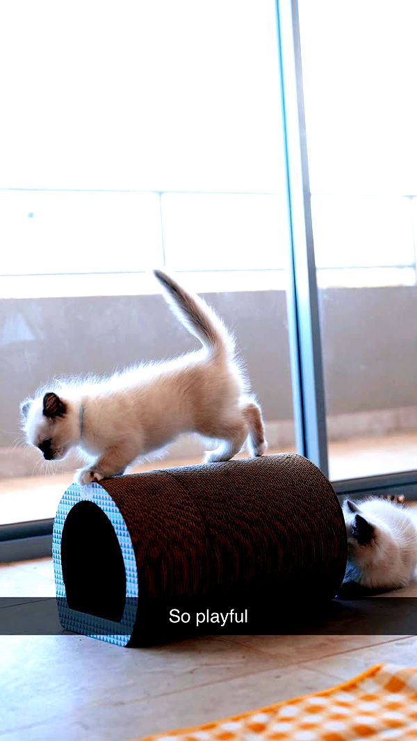 emxllouise image ~ Altpins