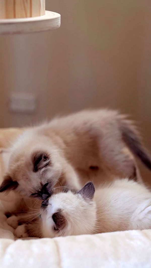 emxllouise image ~ Altpins