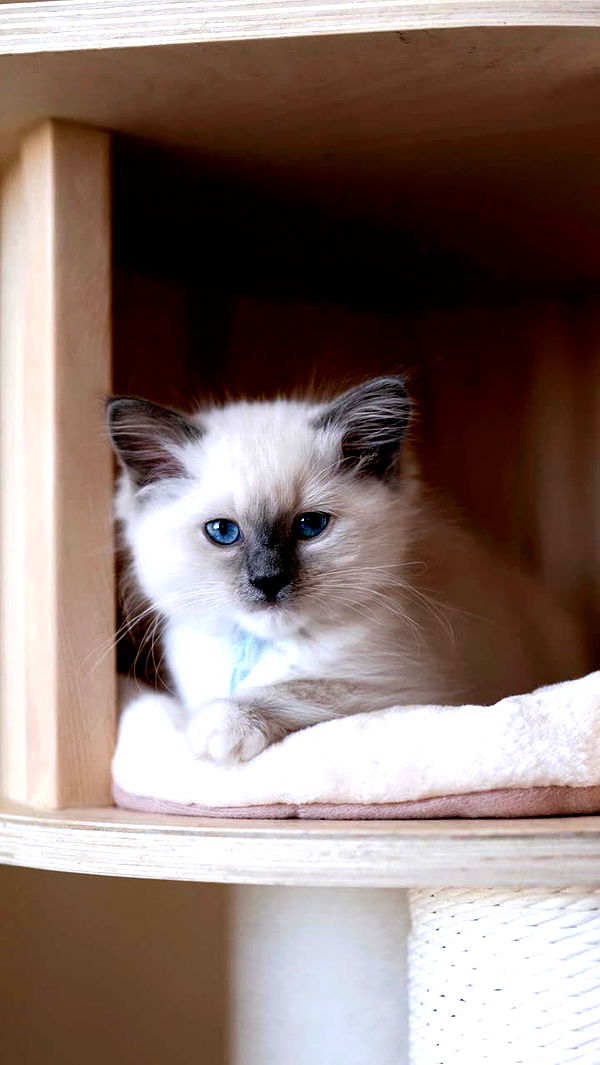 emxllouise image ~ Altpins