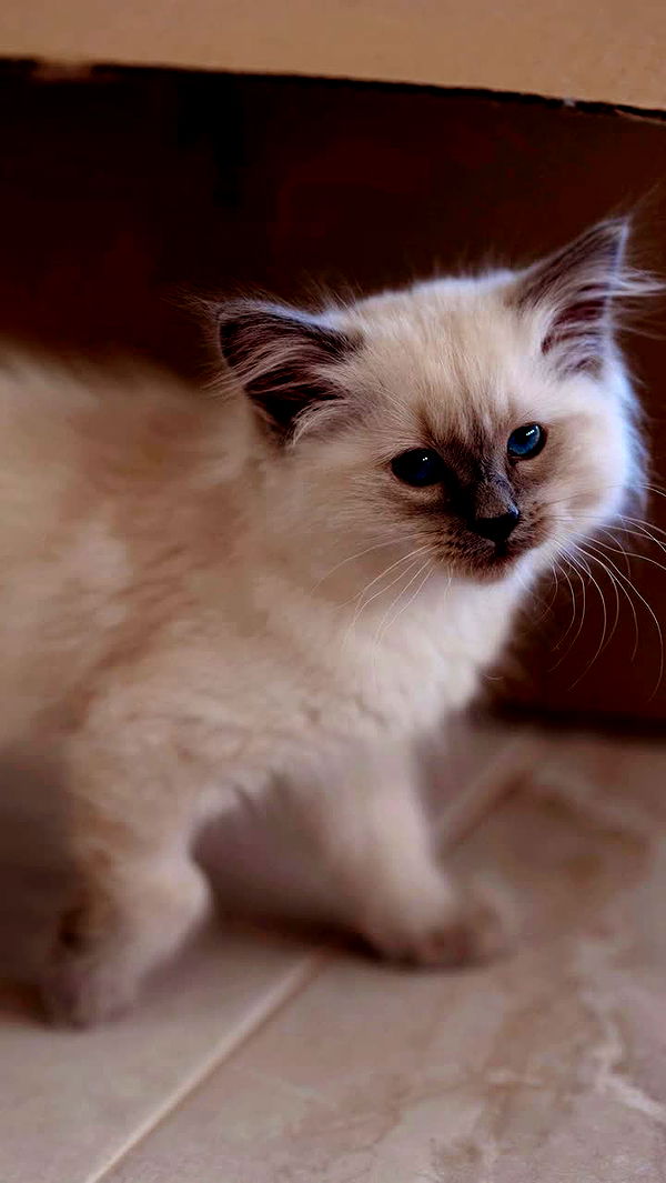 emxllouise image ~ Altpins