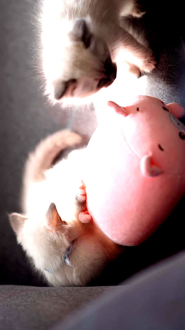 emxllouise image ~ Altpins