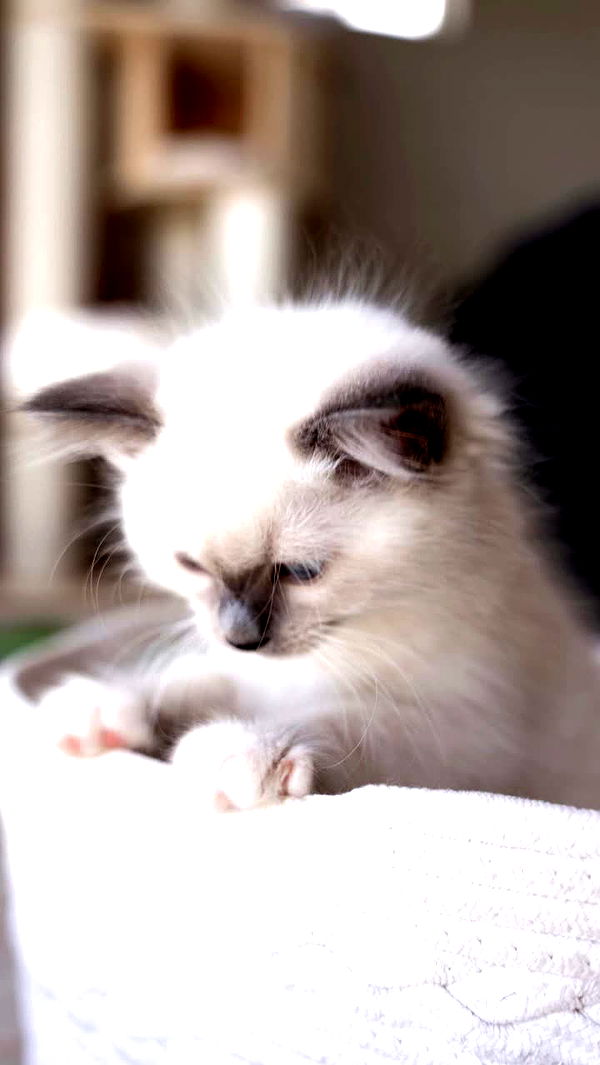 emxllouise image ~ Altpins