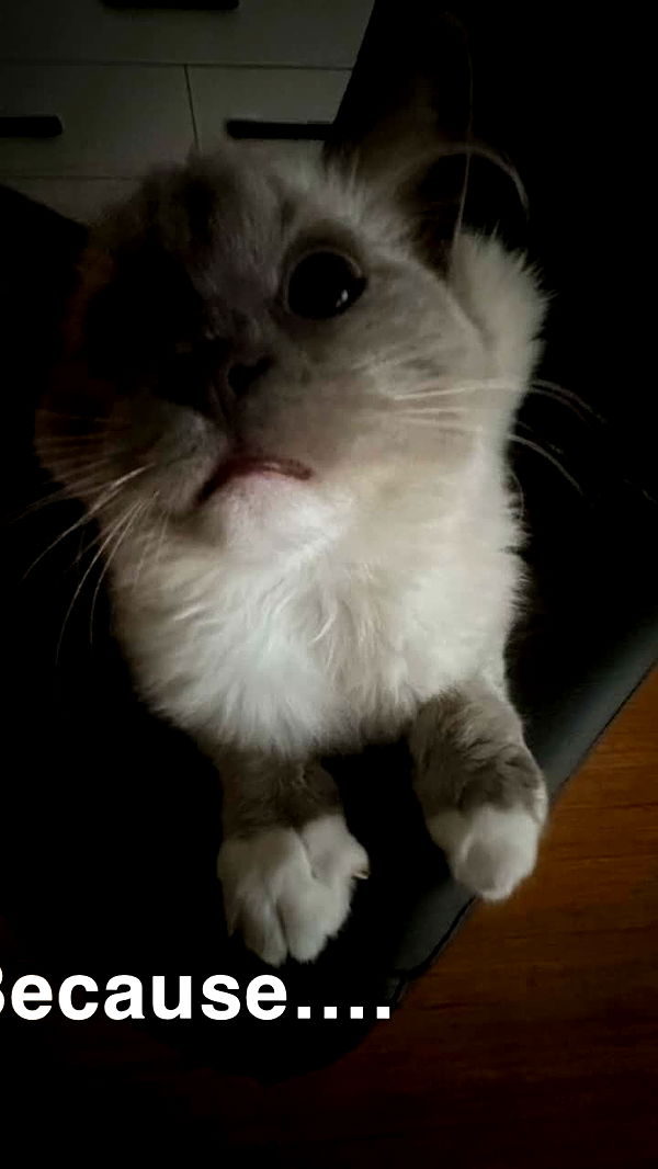 emxllouise image ~ Altpins