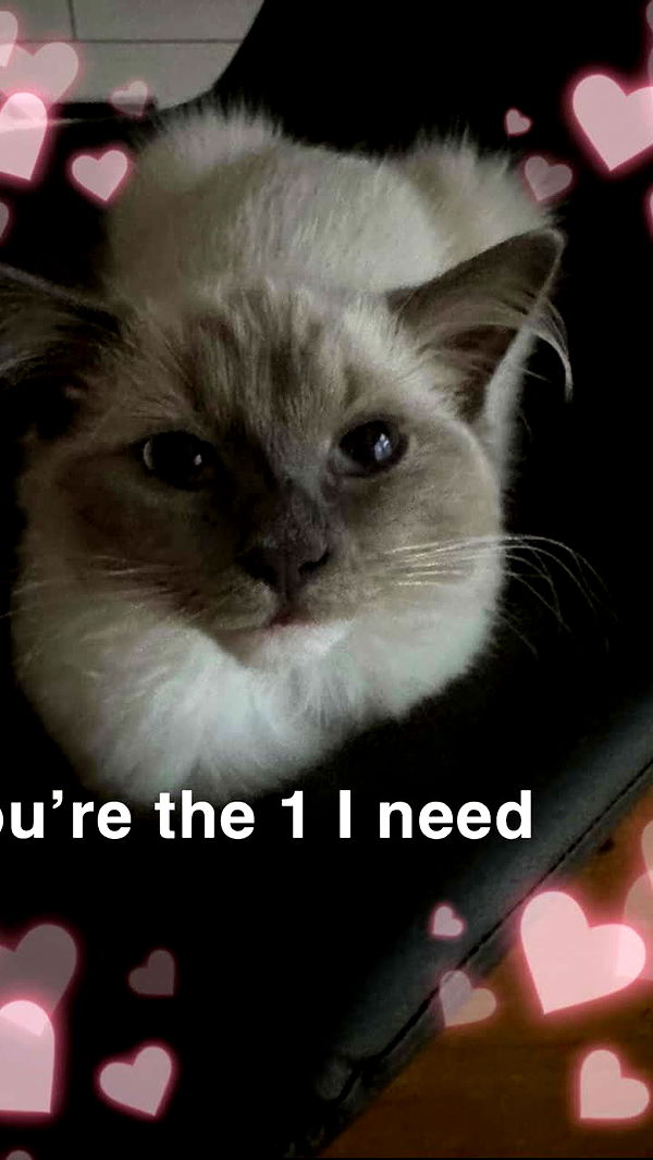 emxllouise image ~ Altpins