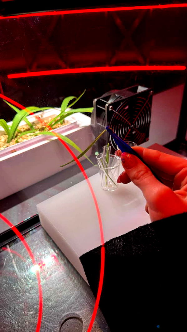 emxllouise image ~ Altpins