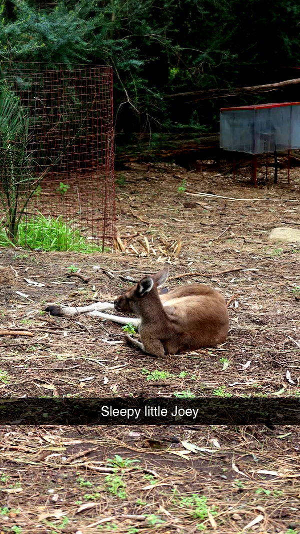 emxllouise image ~ Altpins