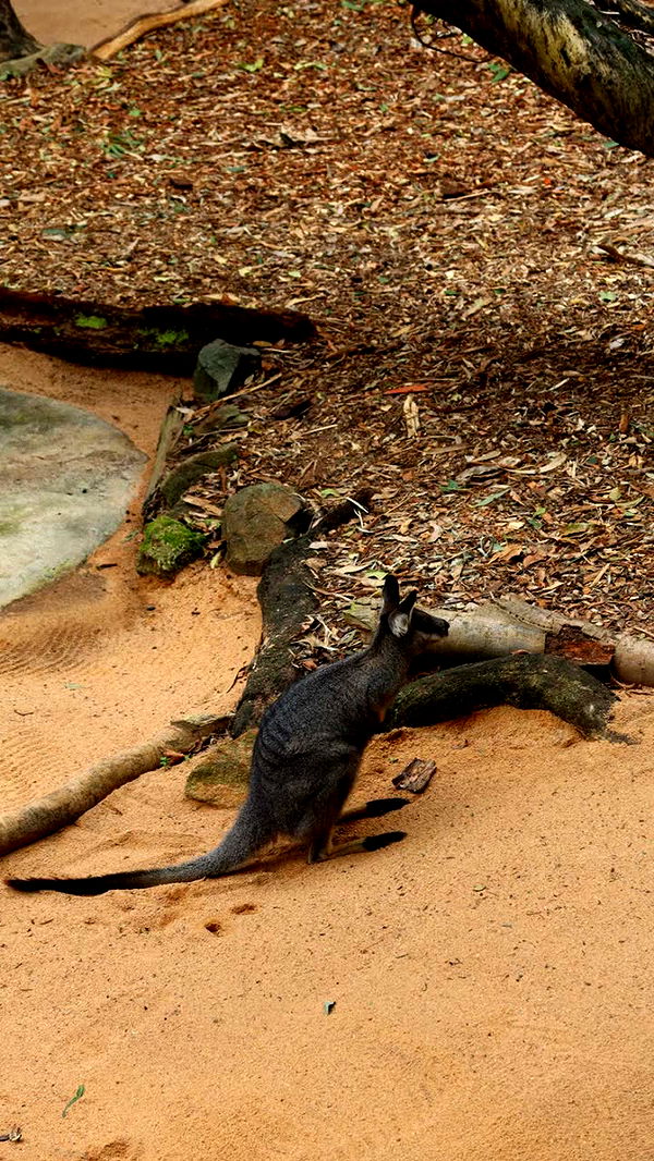 emxllouise image ~ Altpins