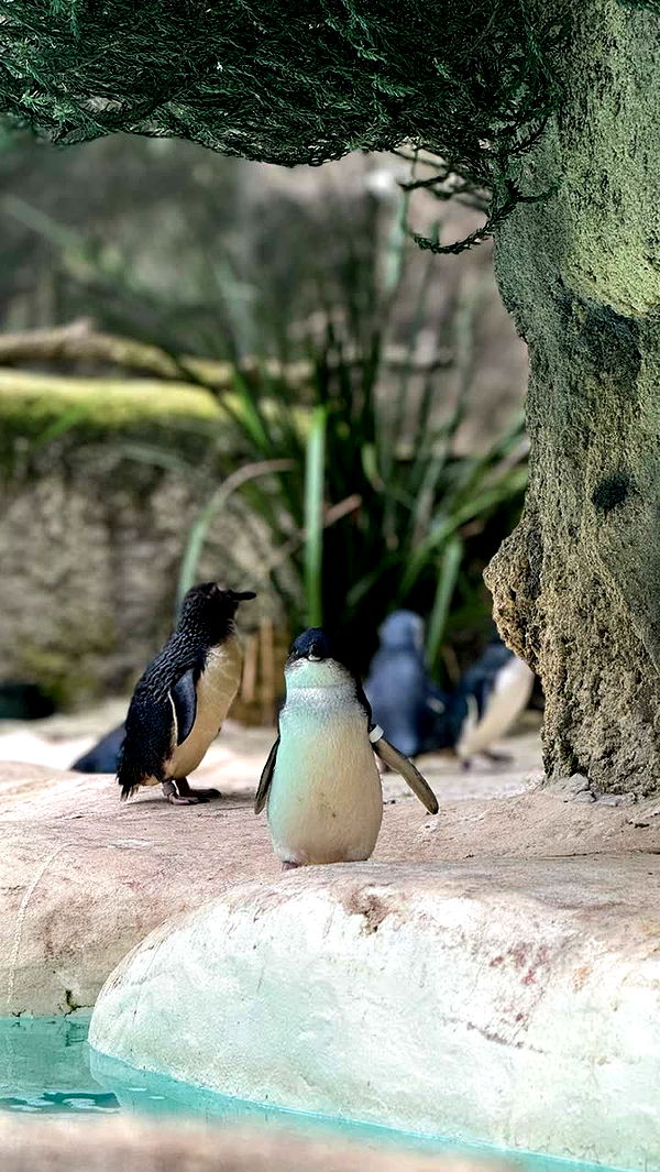 emxllouise image ~ Altpins