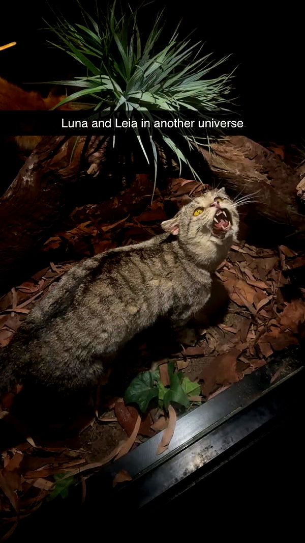 emxllouise image ~ Altpins