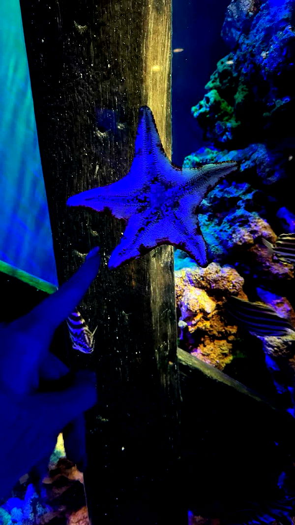 emxllouise image ~ Altpins