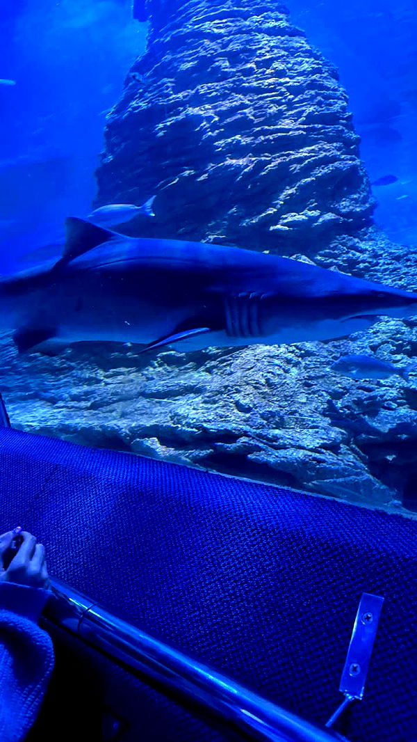 emxllouise image ~ Altpins