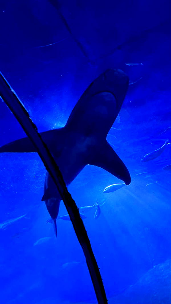 emxllouise image ~ Altpins