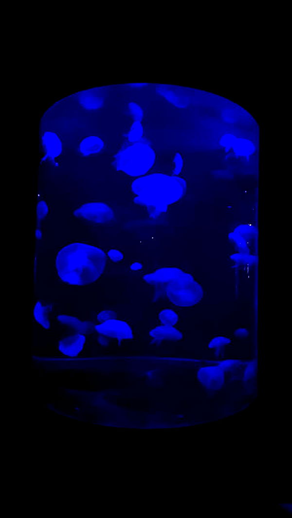 emxllouise image ~ Altpins