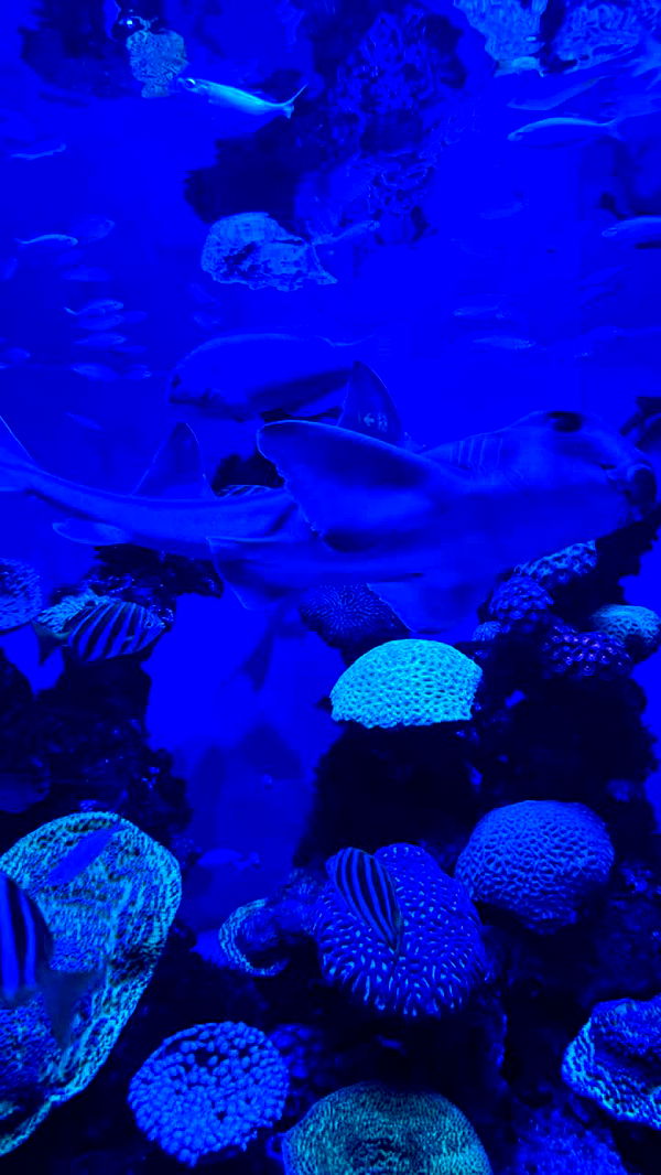 emxllouise image ~ Altpins