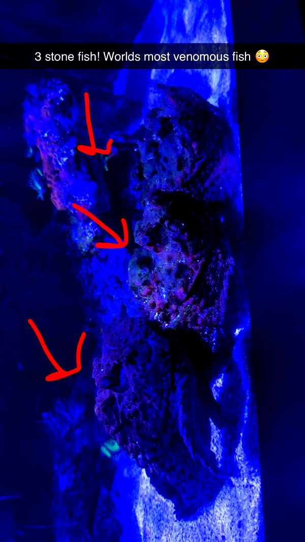 emxllouise image ~ Altpins