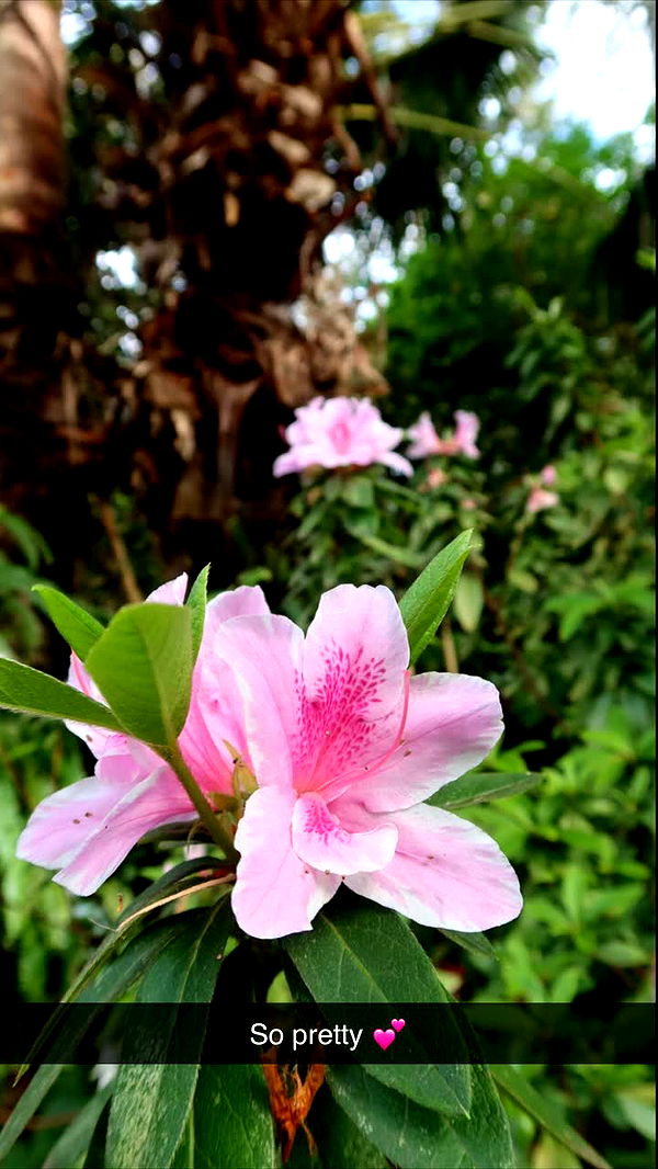 emxllouise image ~ Altpins