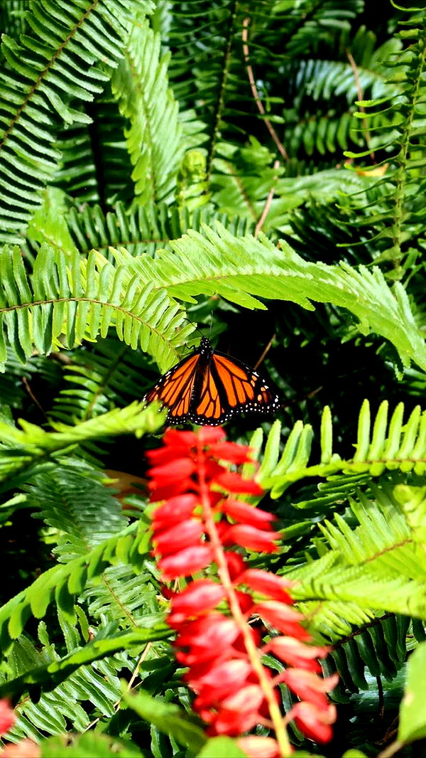 emxllouise image ~ Altpins