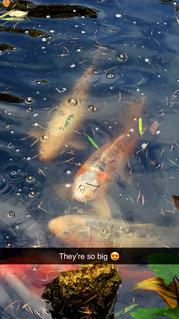 emxllouise image ~ Altpins