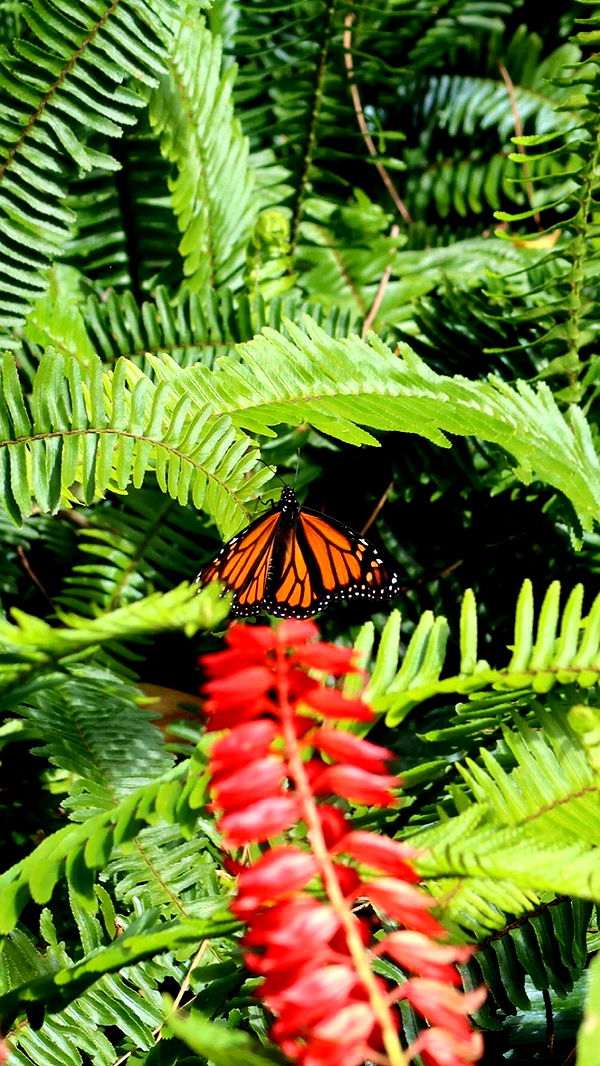 emxllouise image ~ Altpins