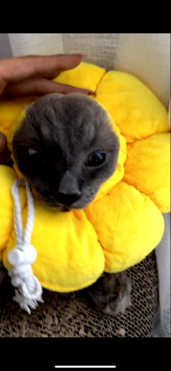 emxllouise image ~ Altpins