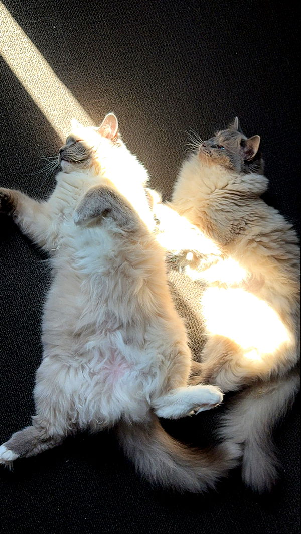 emxllouise image ~ Altpins