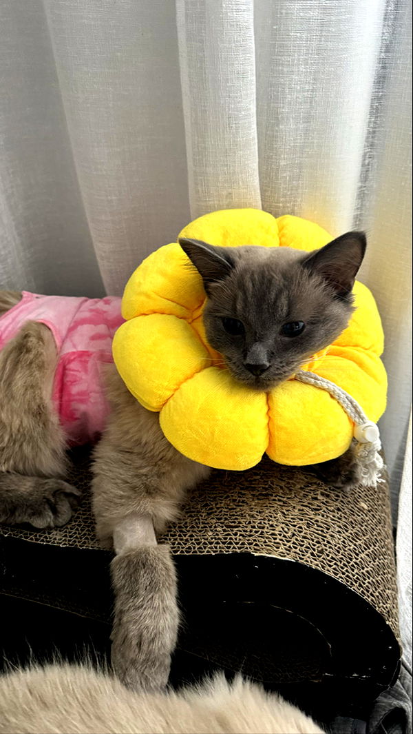 emxllouise image ~ Altpins