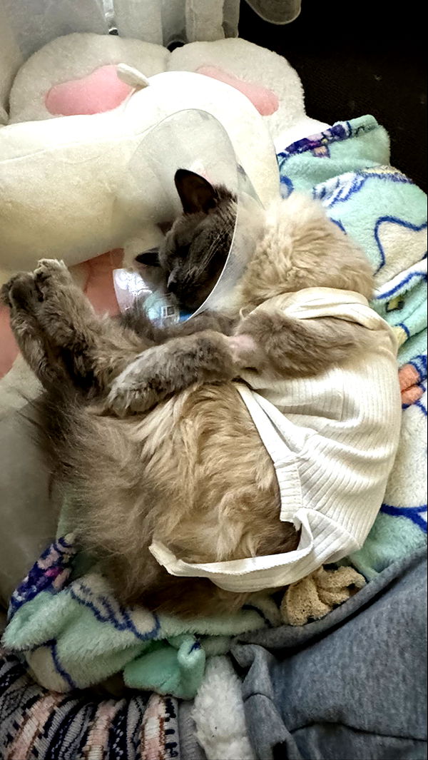 emxllouise image ~ Altpins