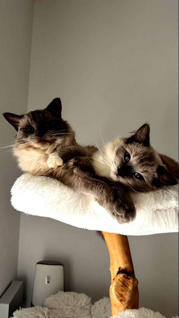 emxllouise image ~ Altpins