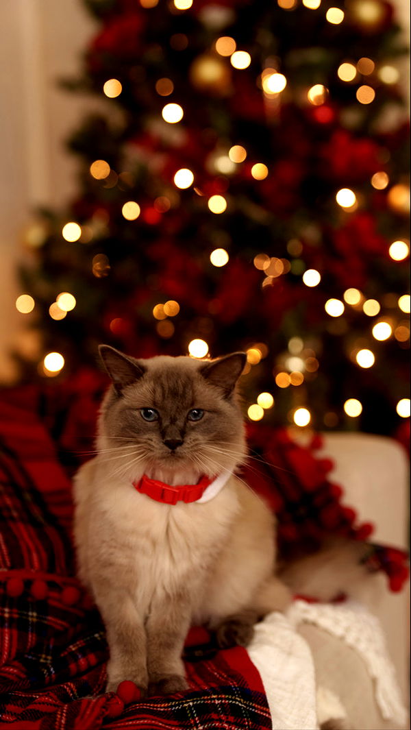 emxllouise image ~ Altpins