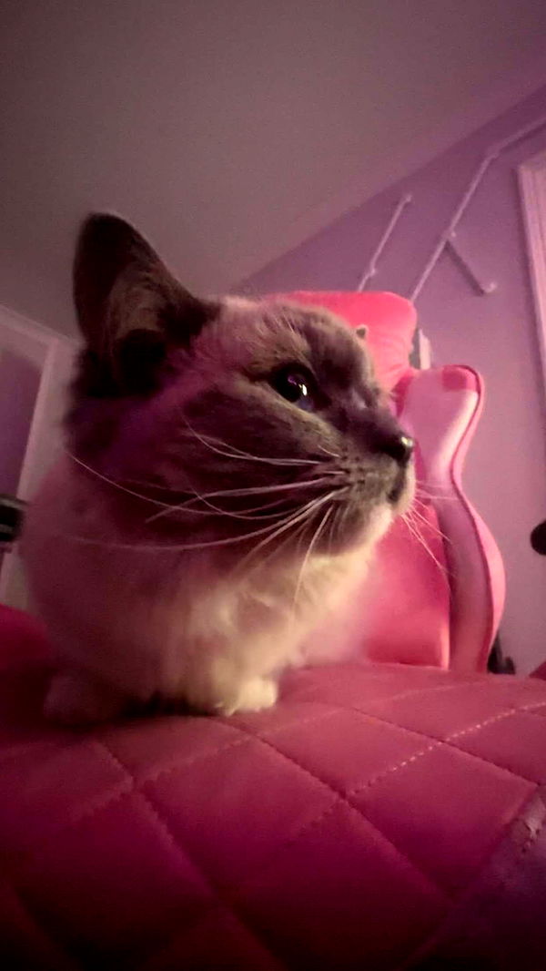 emxllouise image ~ Altpins