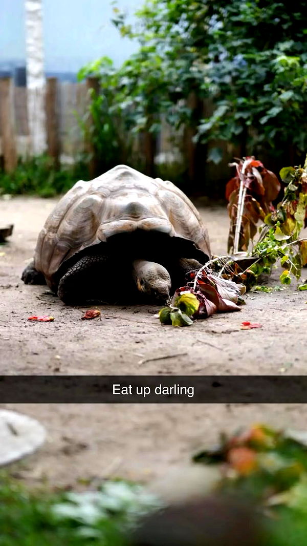 emxllouise image ~ Altpins