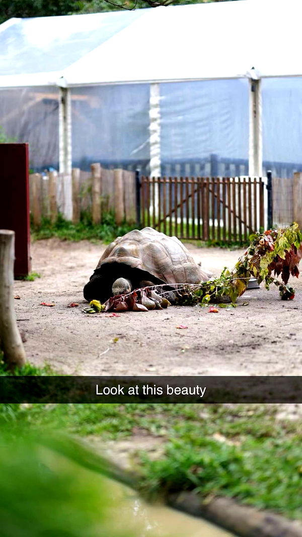 emxllouise image ~ Altpins