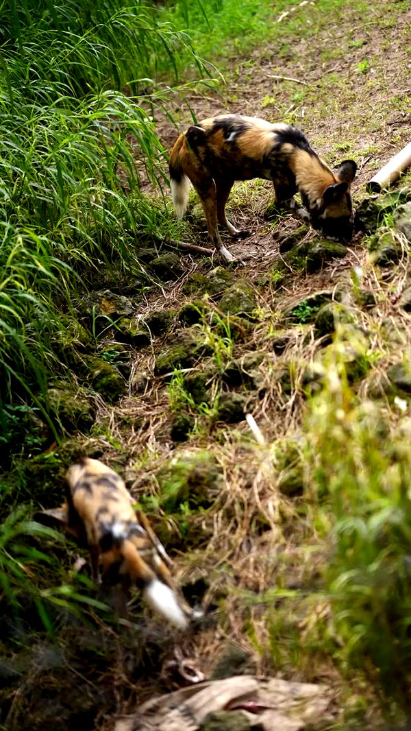 emxllouise image ~ Altpins