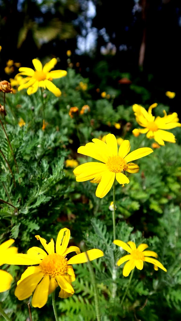 emxllouise image ~ Altpins