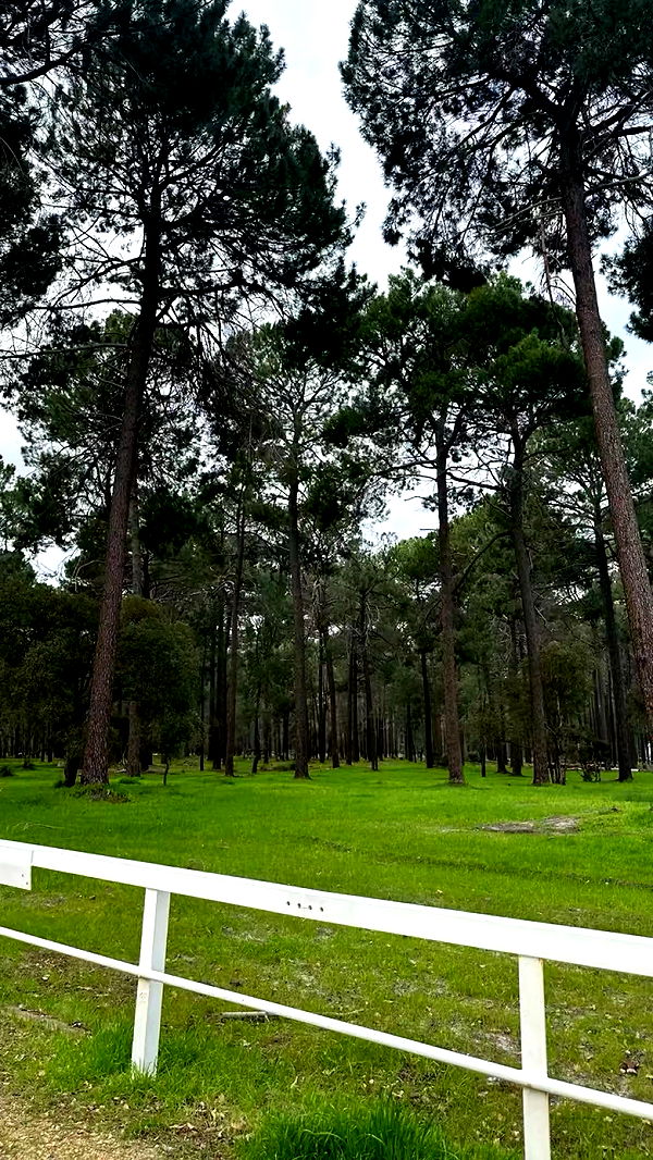 emxllouise image ~ Altpins